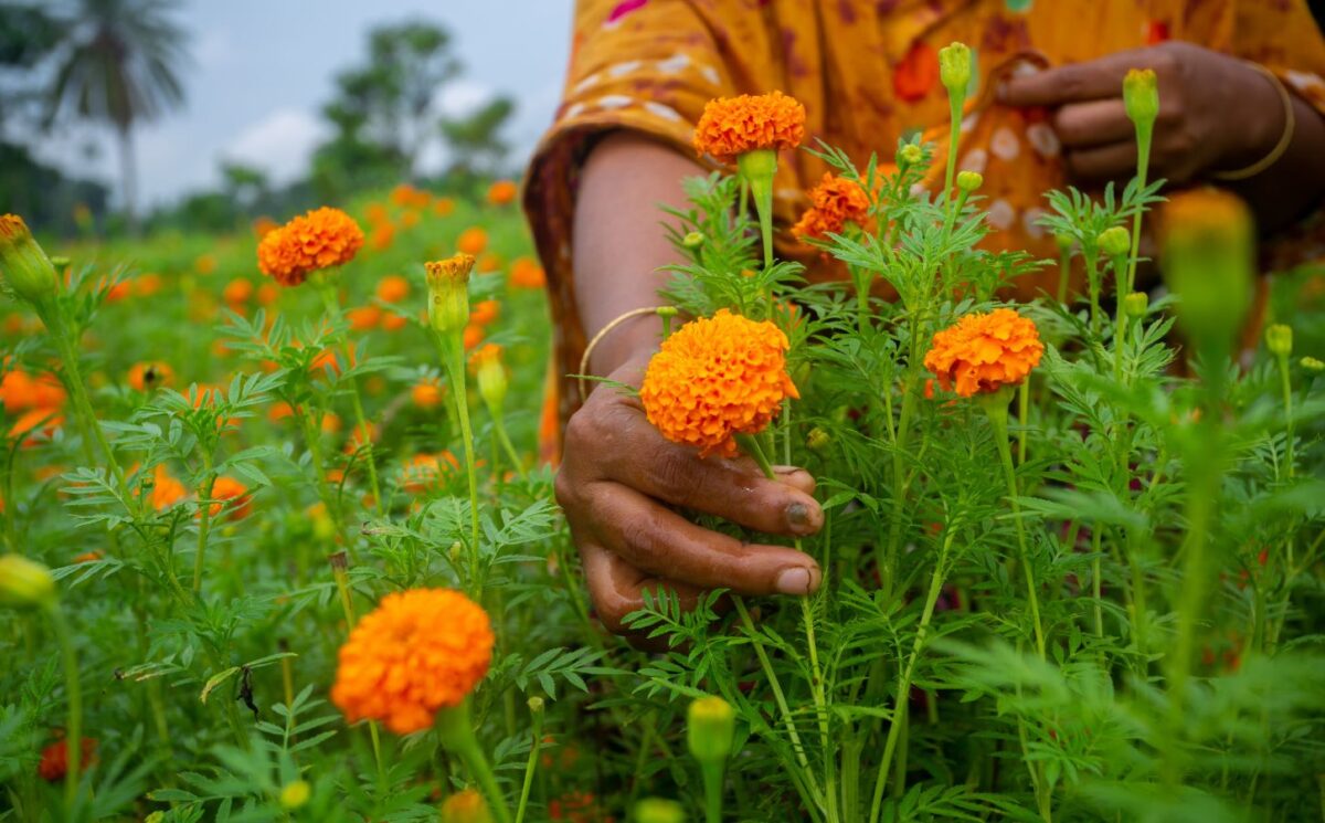 Photo shows a woman hand-picking marigold flowers. A new study has found that marigold flowers could be a new source of upcycled plant-based protein