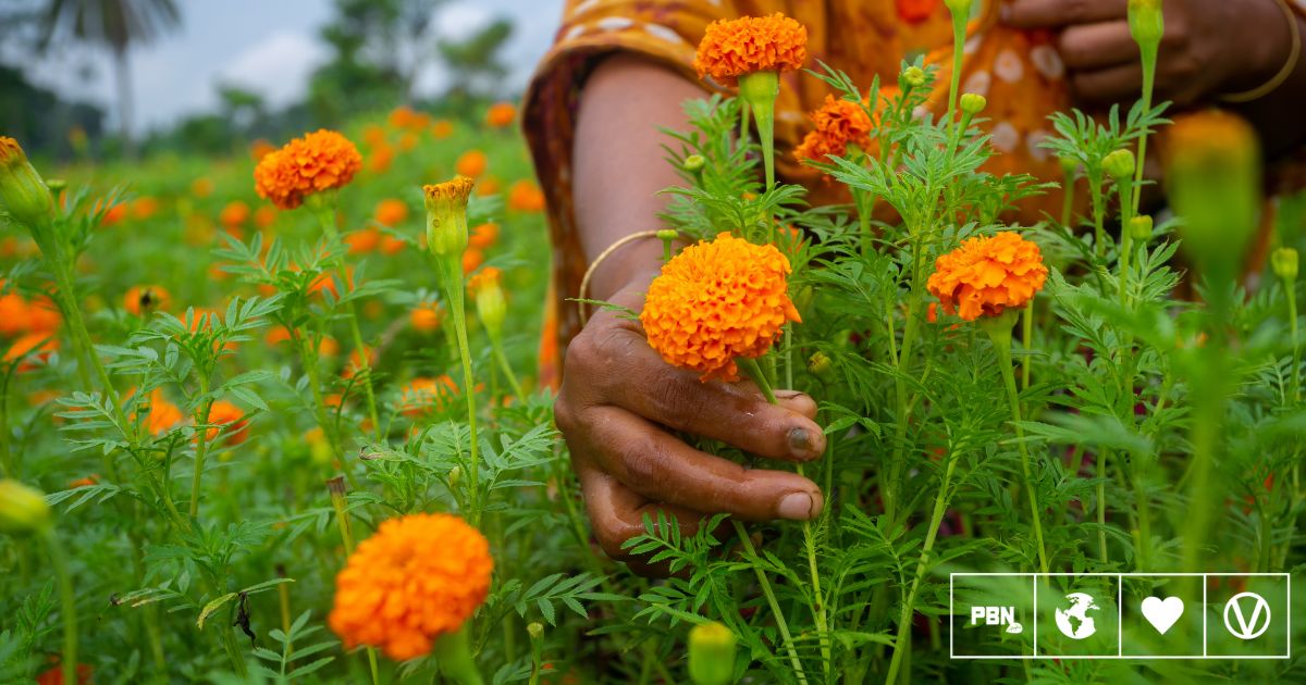 Marigold Flowers Can Be Upcycled Into Plant-Based Protein, Finds Study