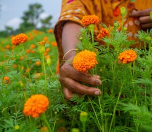 Photo shows a woman hand-picking marigold flowers. A new study has found that marigold flowers could be a new source of upcycled plant-based protein
