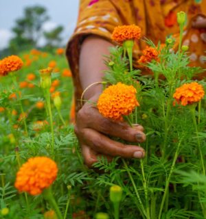 Photo shows a woman hand-picking marigold flowers. A new study has found that marigold flowers could be a new source of upcycled plant-based protein