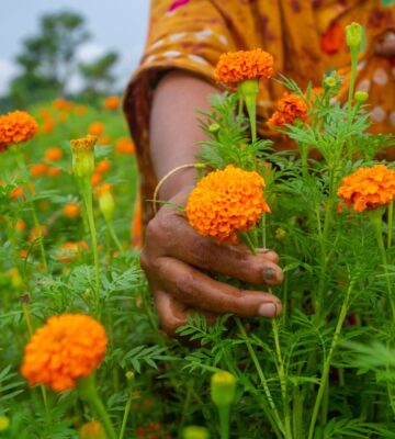 Photo shows a woman hand-picking marigold flowers. A new study has found that marigold flowers could be a new source of upcycled plant-based protein
