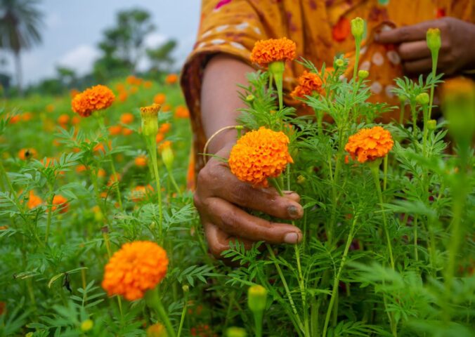 Photo shows a woman hand-picking marigold flowers. A new study has found that marigold flowers could be a new source of upcycled plant-based protein