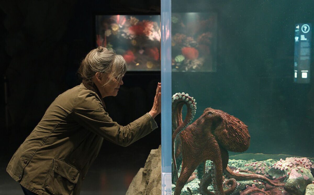 Photo shows Sally Field (left) and Marcellus (right), a CGI octopus. 'Remarkably Bright Creatures' is a new Netflix film featuring an octopus could make you rethink eating seafood