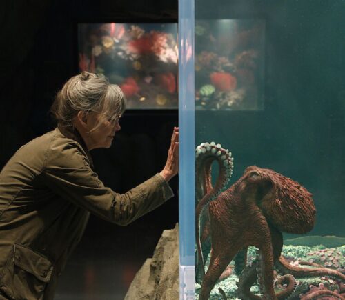 Photo shows Sally Field (left) and Marcellus (right), a CGI octopus. 'Remarkably Bright Creatures' is a new Netflix film featuring an octopus could make you rethink eating seafood