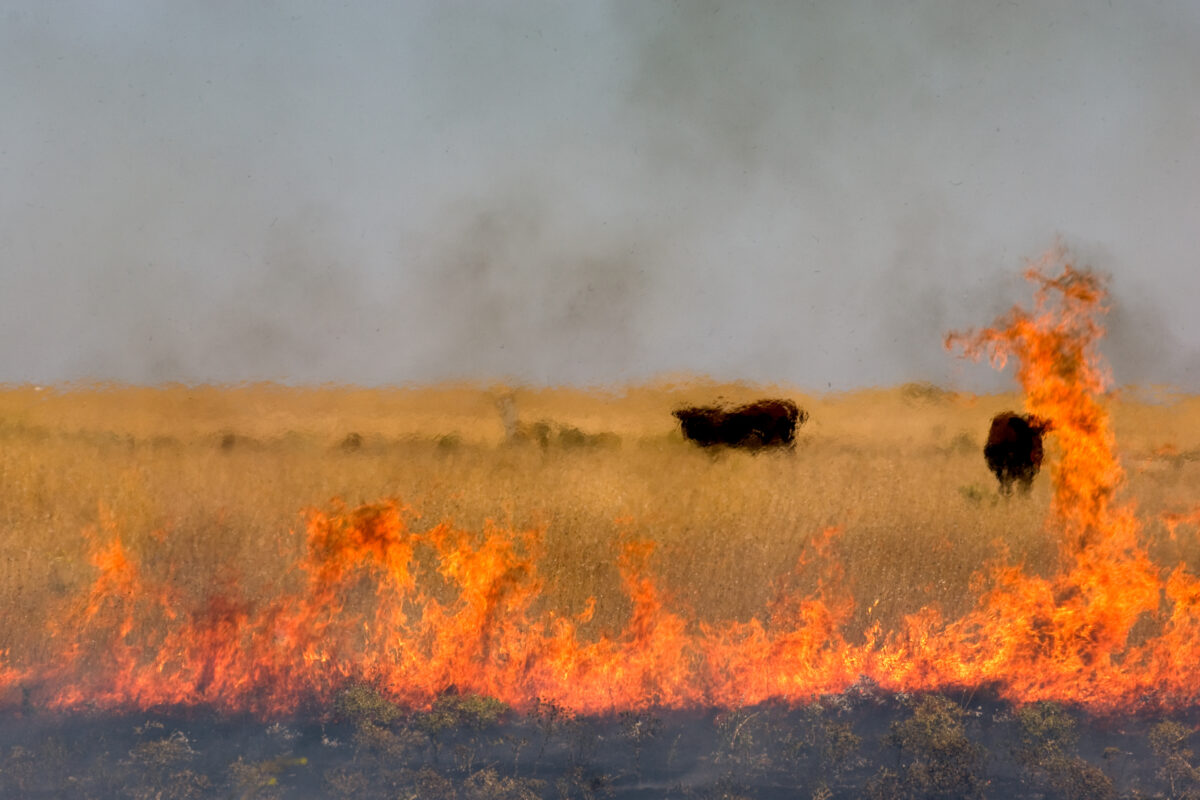 Photo shows cows in a burning field. The climate crisis is causing wildfires to increase in frequency and severity, and animal agriculture is responsible for more than half of global warming to date