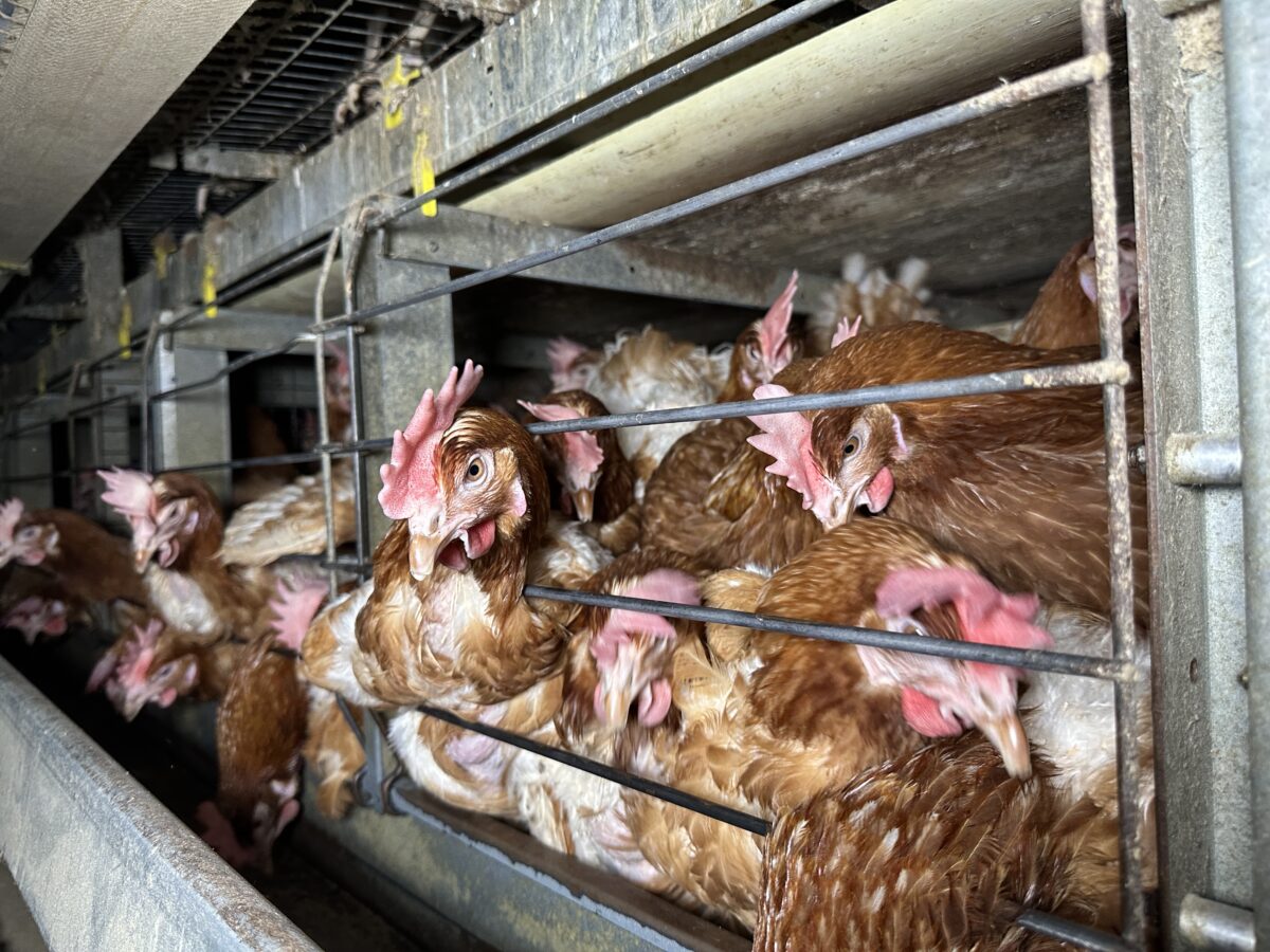 Photo shows tightly packed chickens in a factory farm setting. According to a new poll, nearly three quarters of British shoppers incorrectly believe that farmed chickens are no longer caged