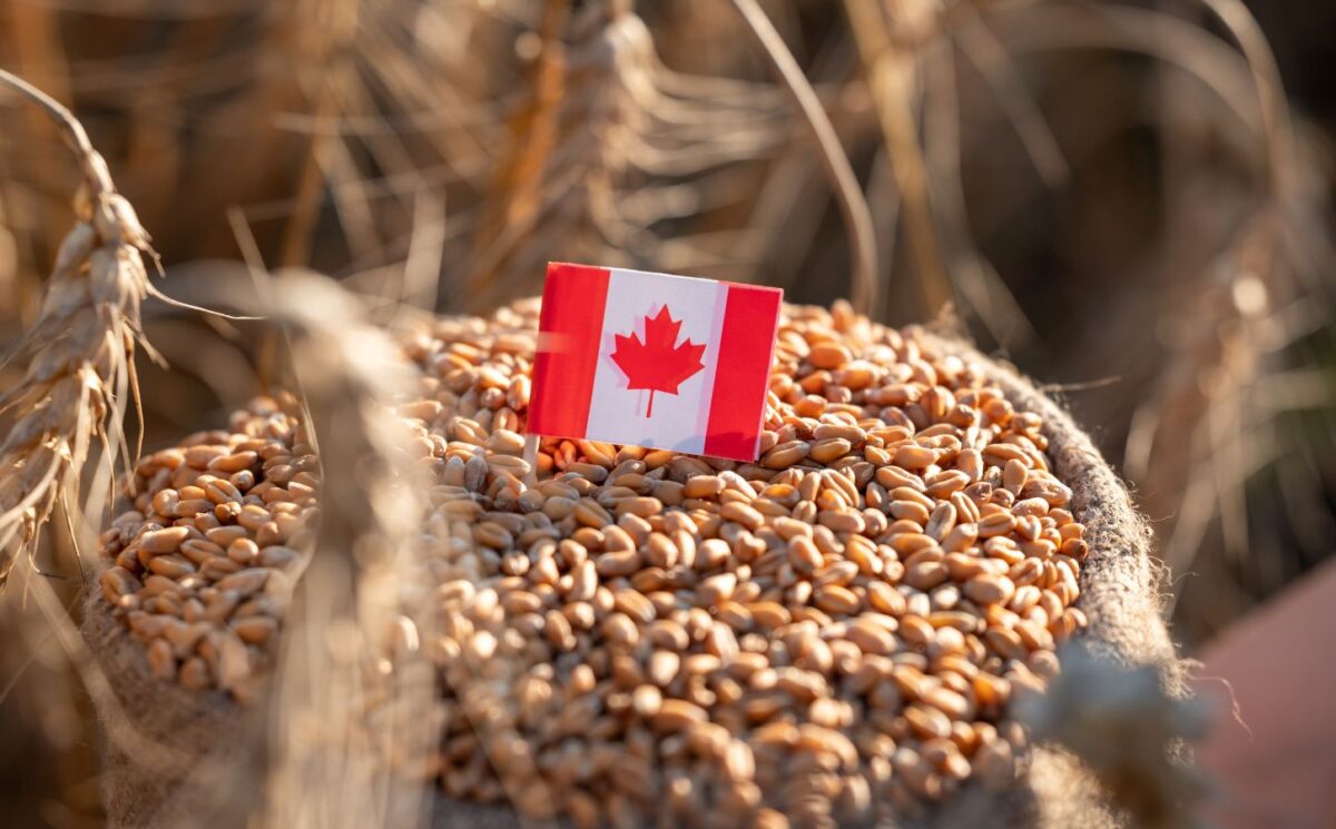 Photo shows a small Canadian flag in the top of a bag of grain. Canada has announced a new USD $2.1 billion (CAD $3 billion) food strategy, but it doesn’t mention plant-based or alternative proteins once