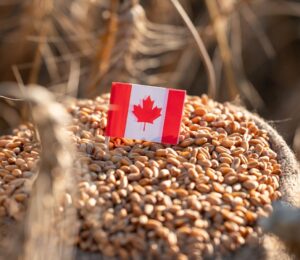 Photo shows a small Canadian flag in the top of a bag of grain. Canada has announced a new USD $2.1 billion (CAD $3 billion) food strategy, but it doesn’t mention plant-based or alternative proteins once
