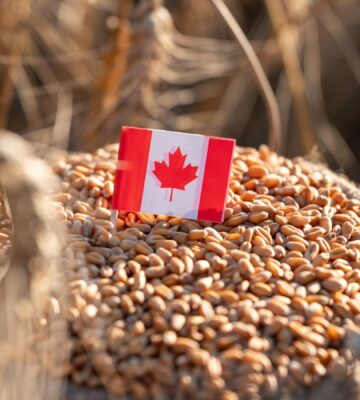 Photo shows a small Canadian flag in the top of a bag of grain. Canada has announced a new USD $2.1 billion (CAD $3 billion) food strategy, but it doesn’t mention plant-based or alternative proteins once