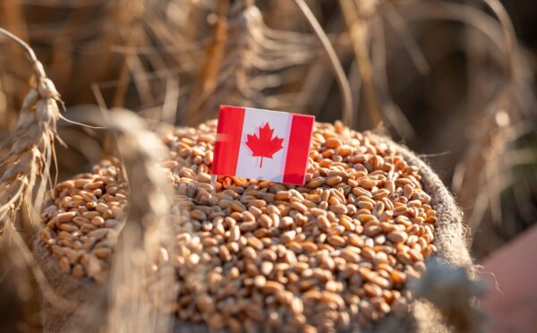 Photo shows a small Canadian flag in the top of a bag of grain. Canada has announced a new USD $2.1 billion (CAD $3 billion) food strategy, but it doesn’t mention plant-based or alternative proteins once