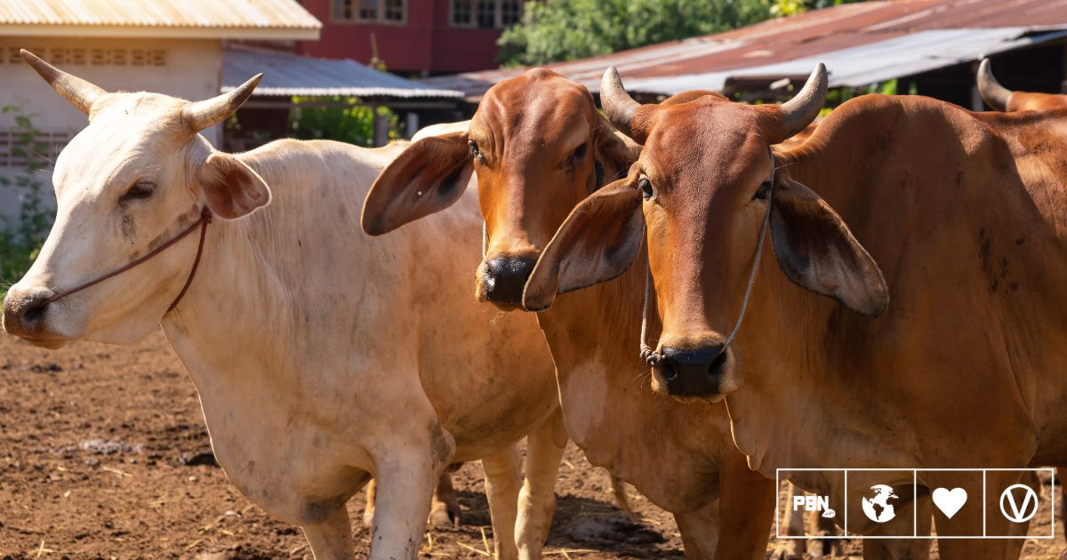 India’s Dairy Industry Built On ‘Reproduction, Extraction, And Disposal,’ Finds Report