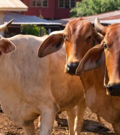 Photo shows three cows on a farm in India. A new report has said that India’s dairy industry is built on “reproduction, extraction, and disposal.”