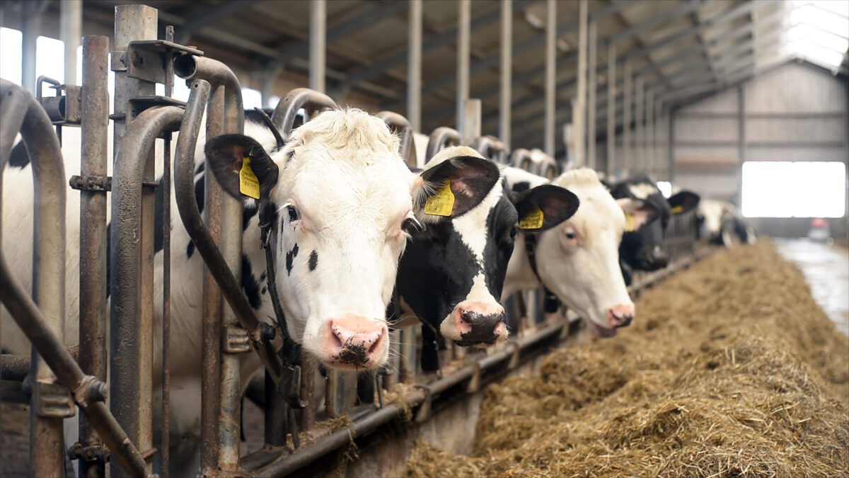 Photo shows cows in a factory farm setting. A new report has said that India’s dairy industry is built on “reproduction, extraction, and disposal.”