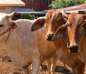 Photo shows three cows on a farm in India. A new report has said that India’s dairy industry is built on “reproduction, extraction, and disposal.”