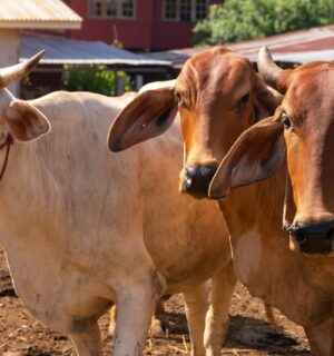 Photo shows three cows on a farm in India. A new report has said that India’s dairy industry is built on “reproduction, extraction, and disposal.”