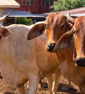 Photo shows three cows on a farm in India. A new report has said that India’s dairy industry is built on “reproduction, extraction, and disposal.”