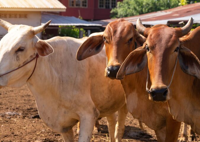 Photo shows three cows on a farm in India. A new report has said that India’s dairy industry is built on “reproduction, extraction, and disposal.”