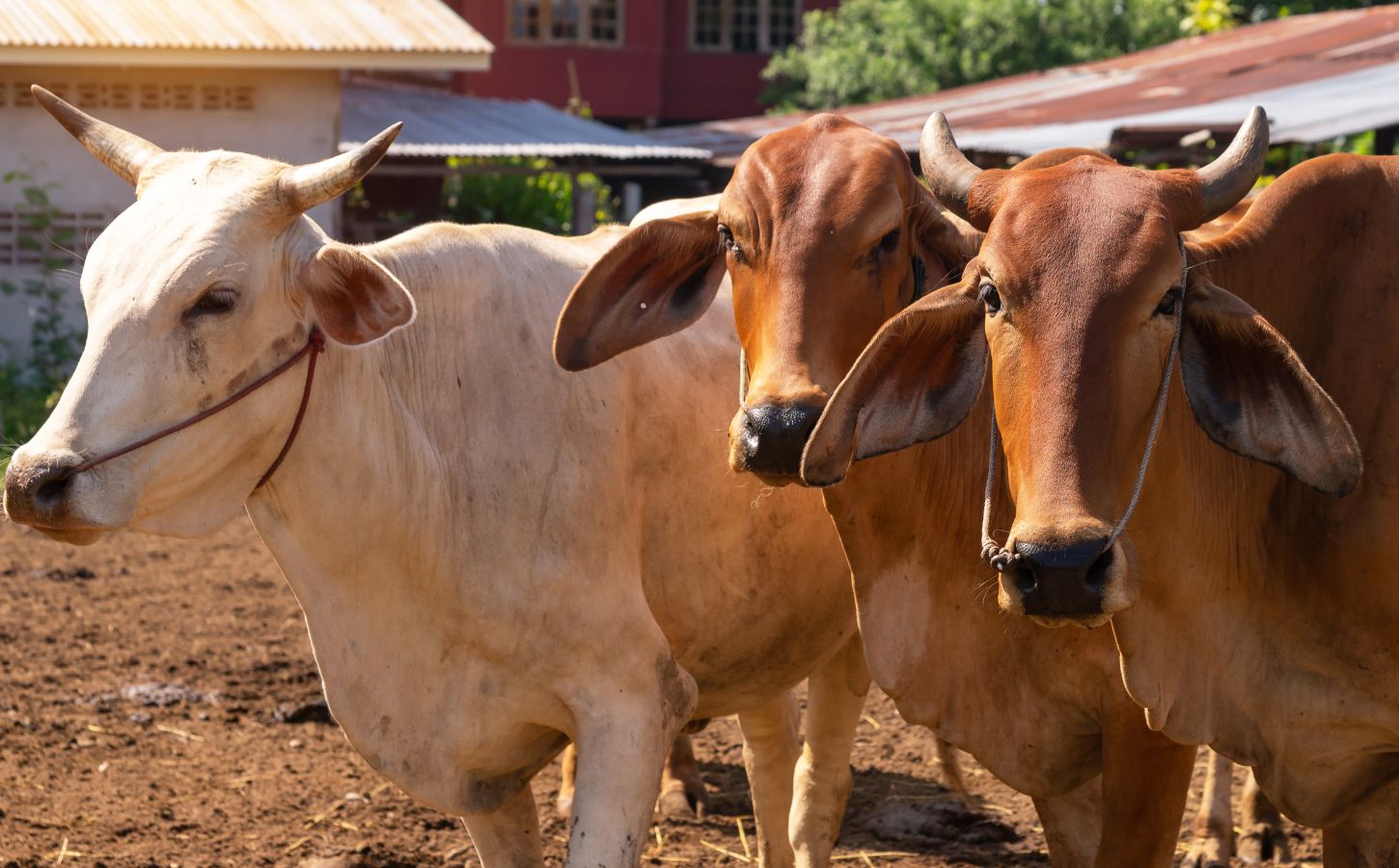Photo shows three cows on a farm in India. A new report has said that India’s dairy industry is built on “reproduction, extraction, and disposal.”