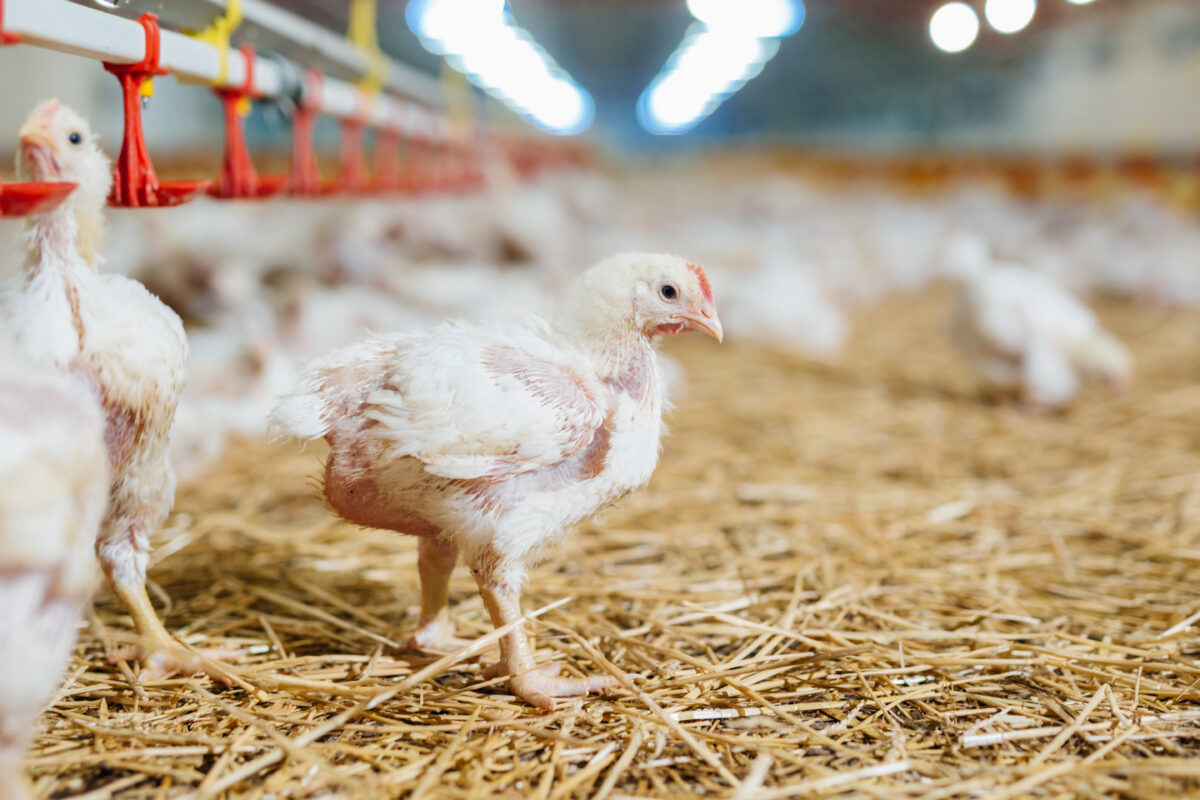 Photo shows poultry feeding in a factory farm, including chickens with sores and missing feathers. Pret A Manger is facing a £1 million “Public Accountability Campaign” over its broken promise to stop selling “Frankenchickens” by 2026