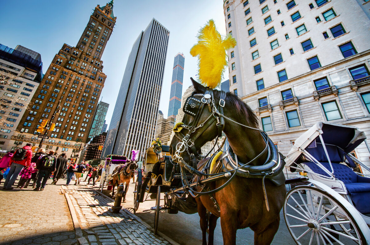 Photo shows a queue of carriage horses waiting by the side of the road in New York City. Travis Barker chose to ride a pedicab with his partner, Kourtney Kardashian, while visiting Central Park in New York City this month. At the start of June, a carriage horse died in the NYC park, and yesterday, a tourist died after falling from a carriage.