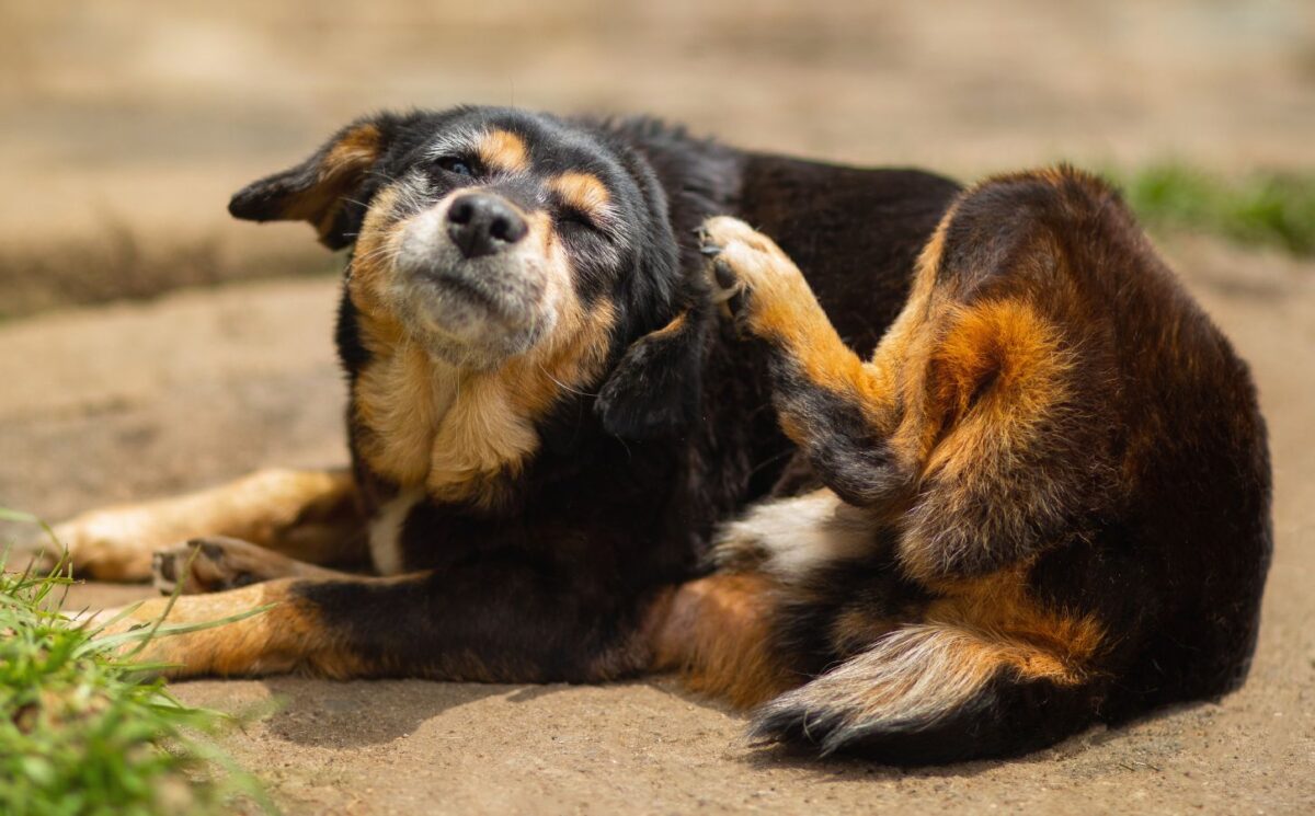 Photo shows a dog laying next to some grass and scratching his ear. This is how vegan food could help to mitigate your dog’s allergies