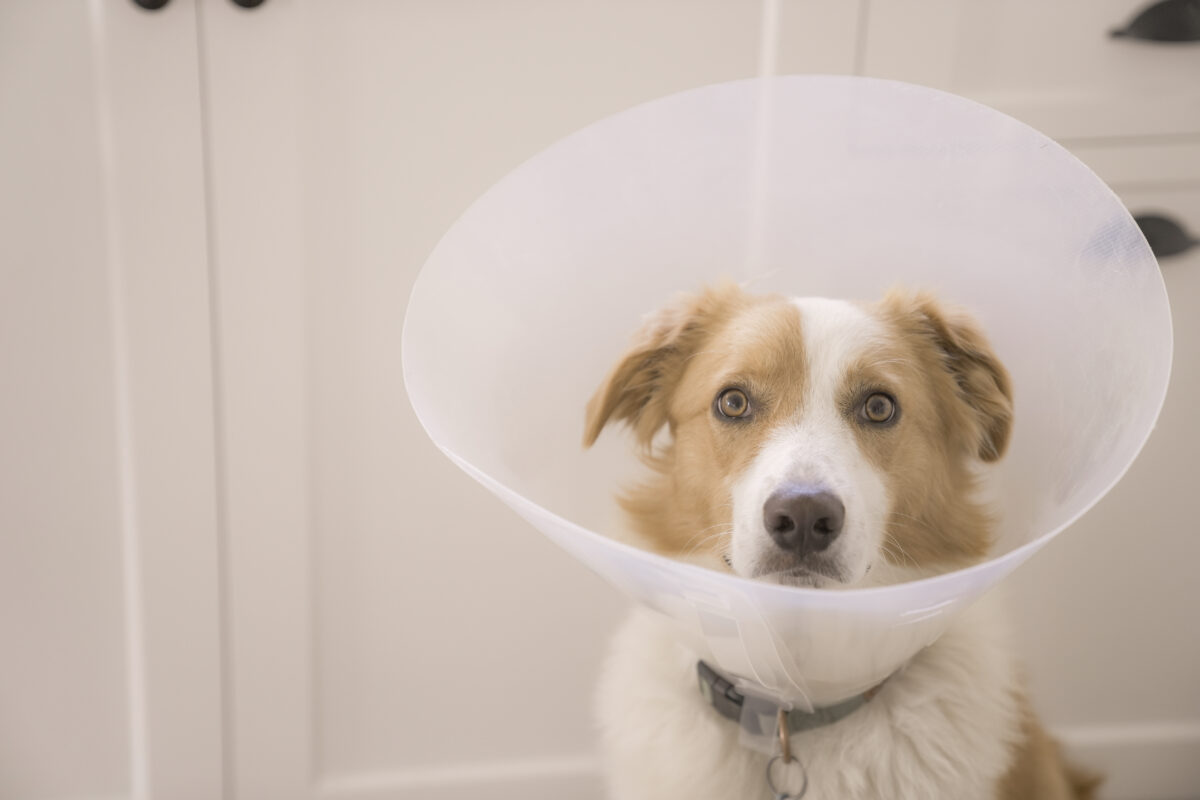 Photo shows a dog in a medical cone looking into the camera. It’s peak hayfever season right now, but the humans in your household aren’t the only ones struggling with allergies; dogs and cats can experience contact allergies, too. This is how vegan food could help to mitigate your dog’s allergies.