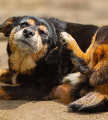 Photo shows a dog laying next to some grass and scratching his ear. This is how vegan food could help to mitigate your dog’s allergies