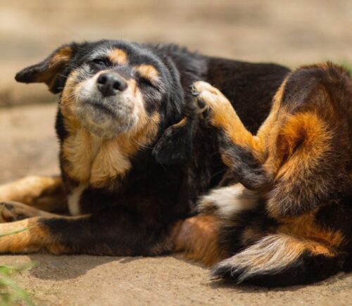 Photo shows a dog laying next to some grass and scratching his ear. This is how vegan food could help to mitigate your dog’s allergies