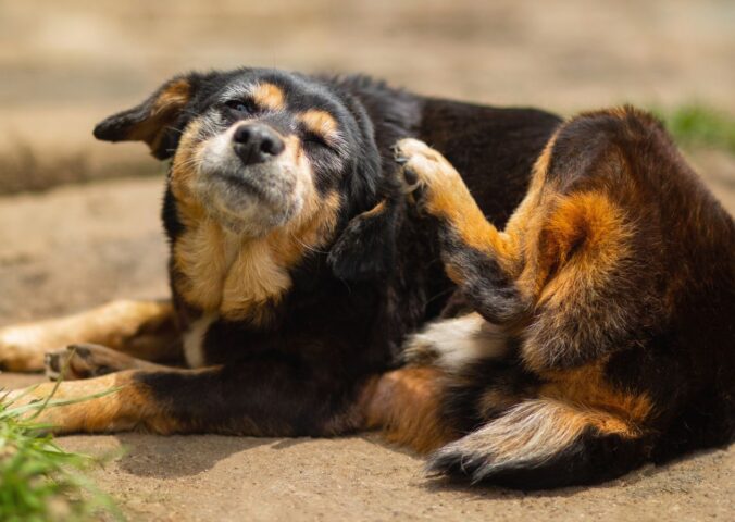 Photo shows a dog laying next to some grass and scratching his ear. This is how vegan food could help to mitigate your dog’s allergies