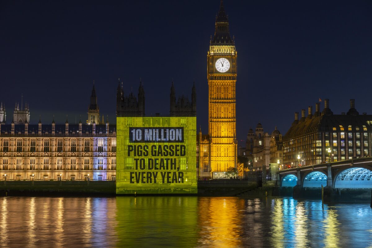 A live projection is unveiled at Houses of Parliament in London by Project Slingshot, showing footage of pigs being slaughtered in CO2 gas chambers, along with comedian Diane Morgan who supports the campaign to ban the practice