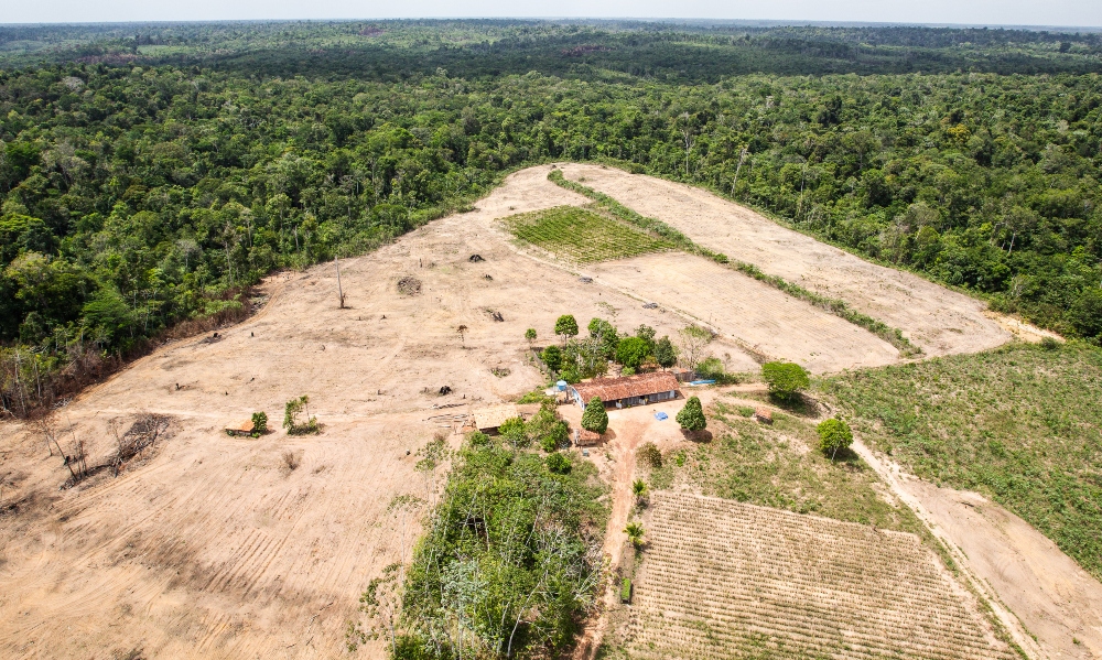 Image of a cleared section of the Amazon rainforest showing deforested land, to illustrate article on using Brazil nuts to lower cholesterol