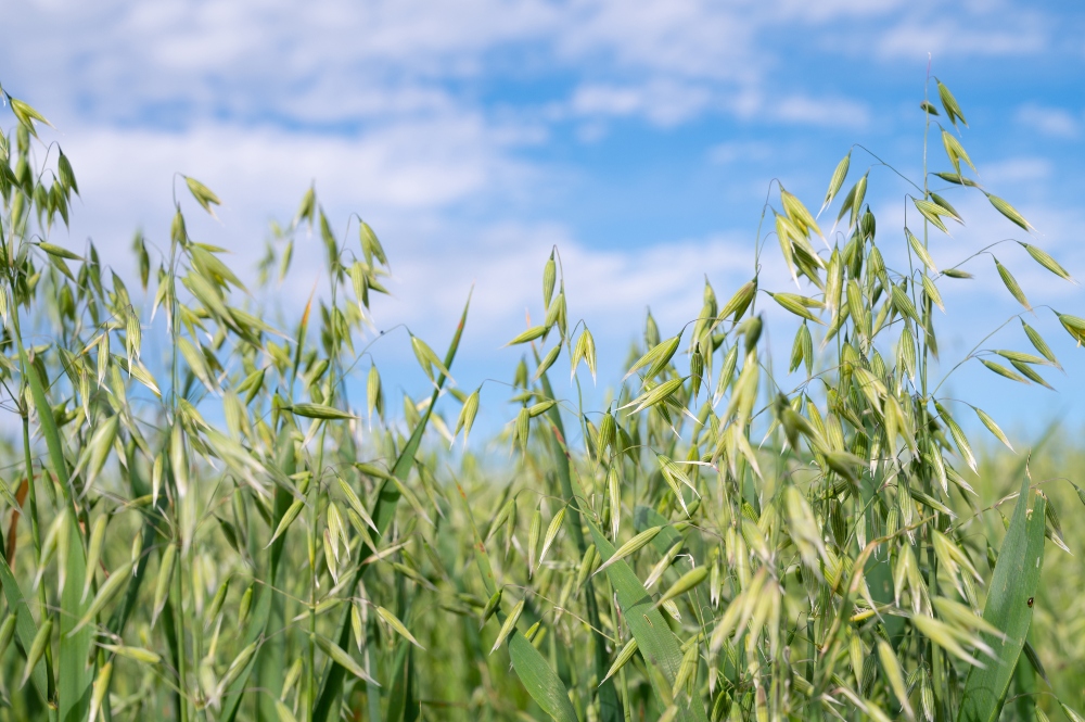 Field of common oat (Avena sativa) crops, to illustrate article about the health benefits of oatmeal