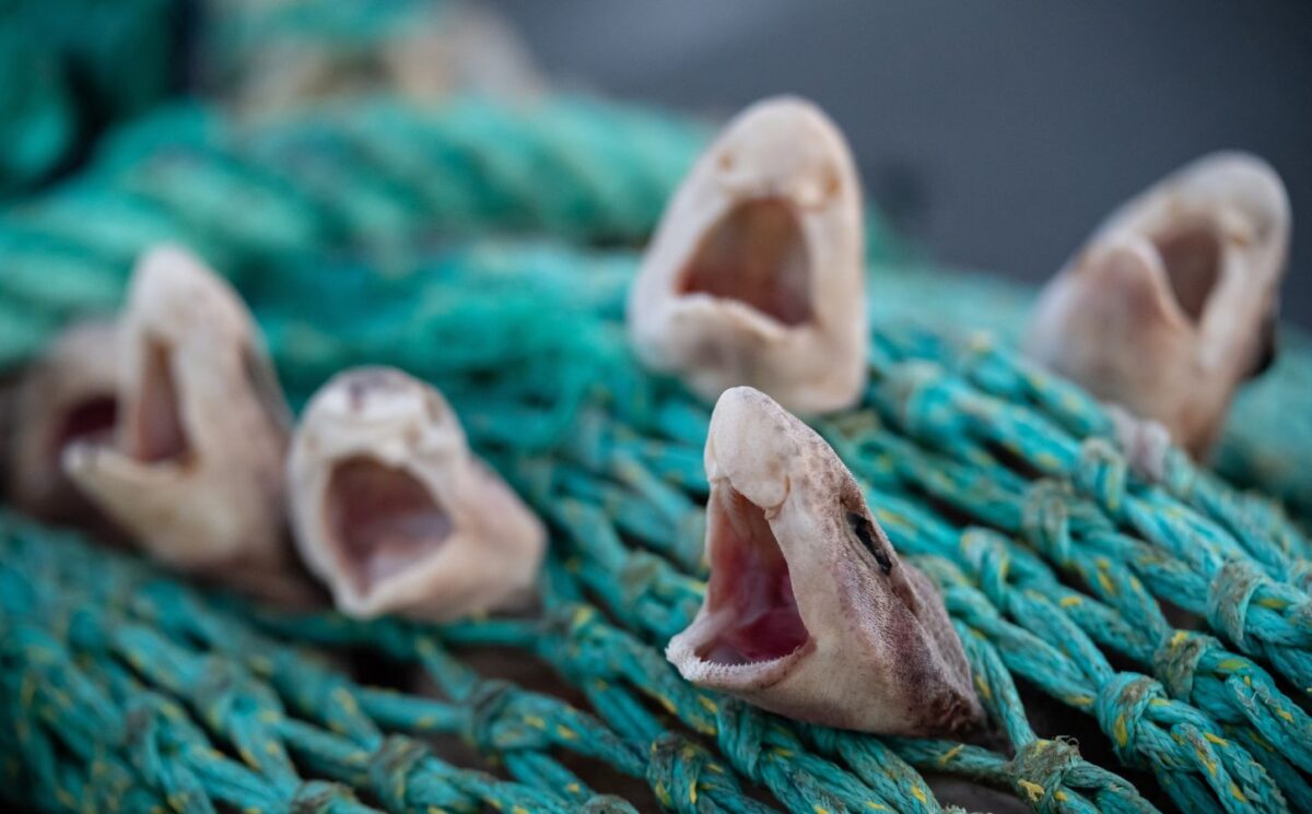 Photo shows several young small-spotted catsharks - which are common in UK waters - caught in a fishing net. A first-of-its-kind report has exposed the “shocking” scale of bycatch deaths in the UK’s commercial fishing industry