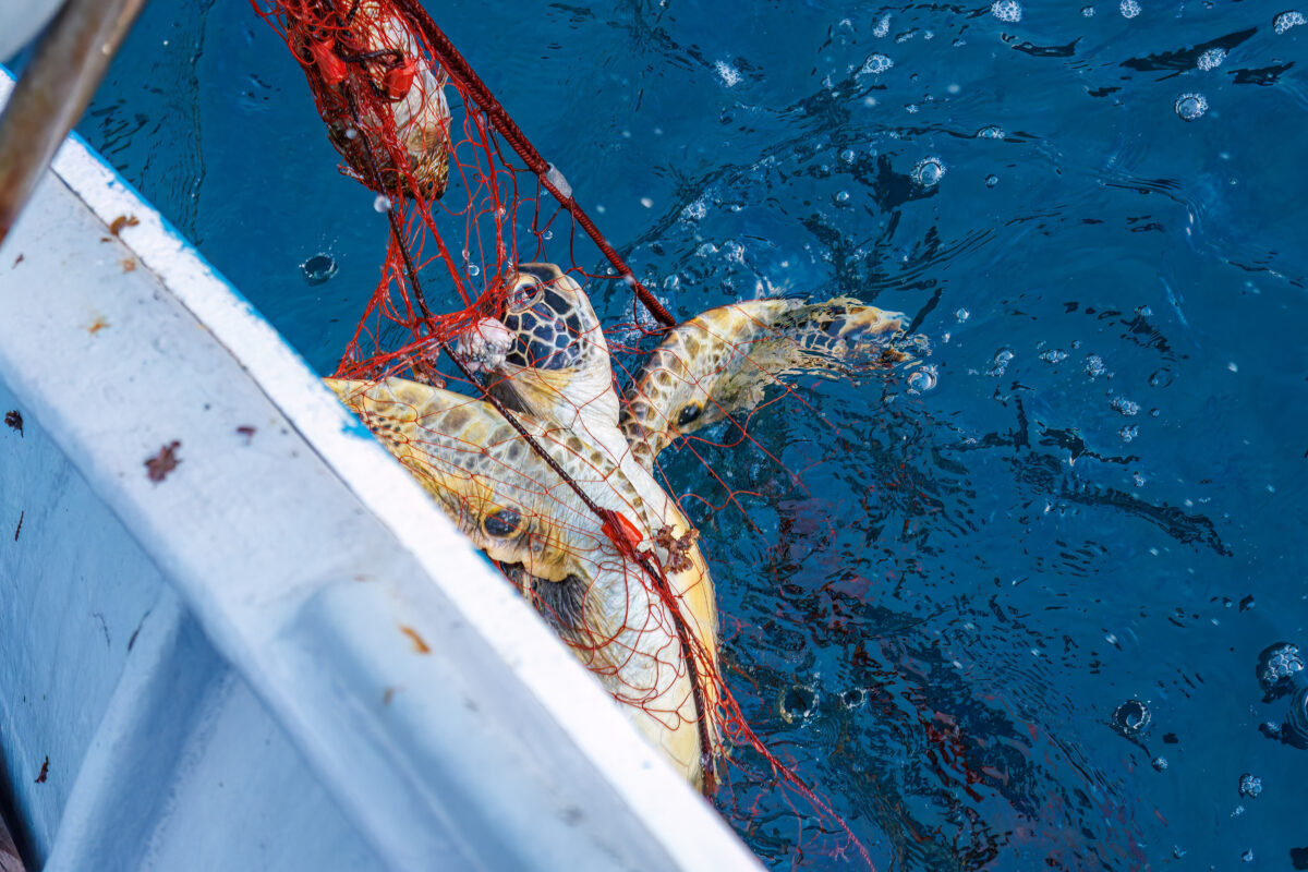 Photo shows a green turtle caught in a fishing net off the side of a boat. A first-of-its-kind report has exposed the “shocking” scale of bycatch deaths in the UK’s commercial fishing industry