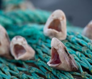 Photo shows several young small-spotted catsharks - which are common in UK waters - caught in a fishing net. A first-of-its-kind report has exposed the “shocking” scale of bycatch deaths in the UK’s commercial fishing industry