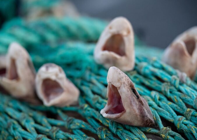 Photo shows several young small-spotted catsharks - which are common in UK waters - caught in a fishing net. A first-of-its-kind report has exposed the “shocking” scale of bycatch deaths in the UK’s commercial fishing industry