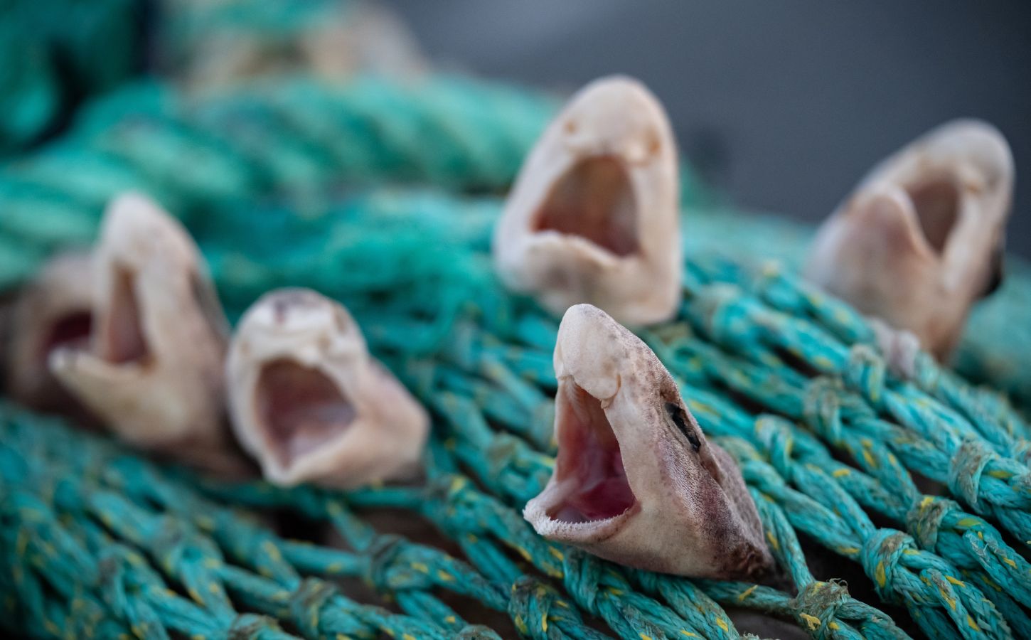 Photo shows several young small-spotted catsharks - which are common in UK waters - caught in a fishing net. A first-of-its-kind report has exposed the “shocking” scale of bycatch deaths in the UK’s commercial fishing industry