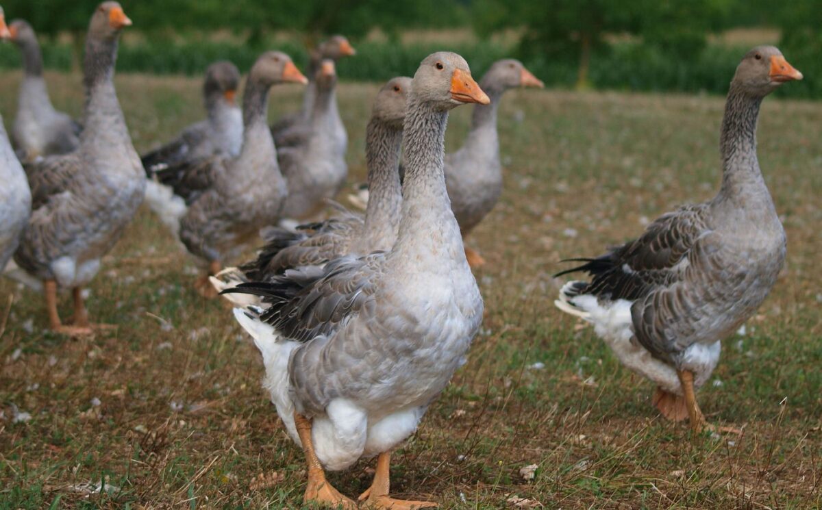Photo shows a flock of geese of the kind used to make foie gras. Brazil just banned all foie gras production and sales nationwide. President Luiz Inacio Lula da Silva signed Bill 90/2020 into law last week, making Brazil the first country in Latin America to ban foie gras.