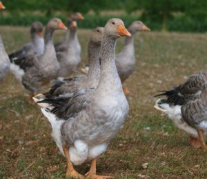 Photo shows a flock of geese of the kind used to make foie gras. Brazil just banned all foie gras production and sales nationwide. President Luiz Inacio Lula da Silva signed Bill 90/2020 into law last week, making Brazil the first country in Latin America to ban foie gras.