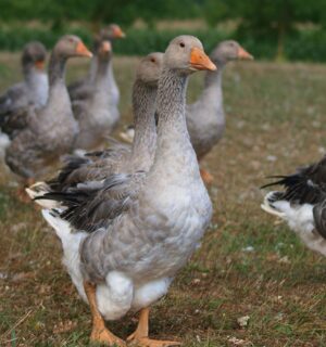 Photo shows a flock of geese of the kind used to make foie gras. Brazil just banned all foie gras production and sales nationwide. President Luiz Inacio Lula da Silva signed Bill 90/2020 into law last week, making Brazil the first country in Latin America to ban foie gras.