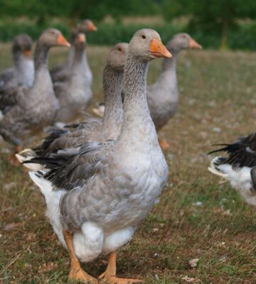 Photo shows a flock of geese of the kind used to make foie gras. Brazil just banned all foie gras production and sales nationwide. President Luiz Inacio Lula da Silva signed Bill 90/2020 into law last week, making Brazil the first country in Latin America to ban foie gras.