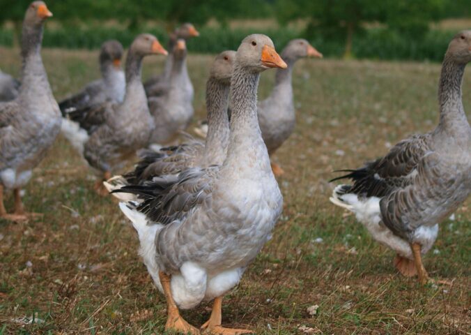 Photo shows a flock of geese of the kind used to make foie gras. Brazil just banned all foie gras production and sales nationwide. President Luiz Inacio Lula da Silva signed Bill 90/2020 into law last week, making Brazil the first country in Latin America to ban foie gras.