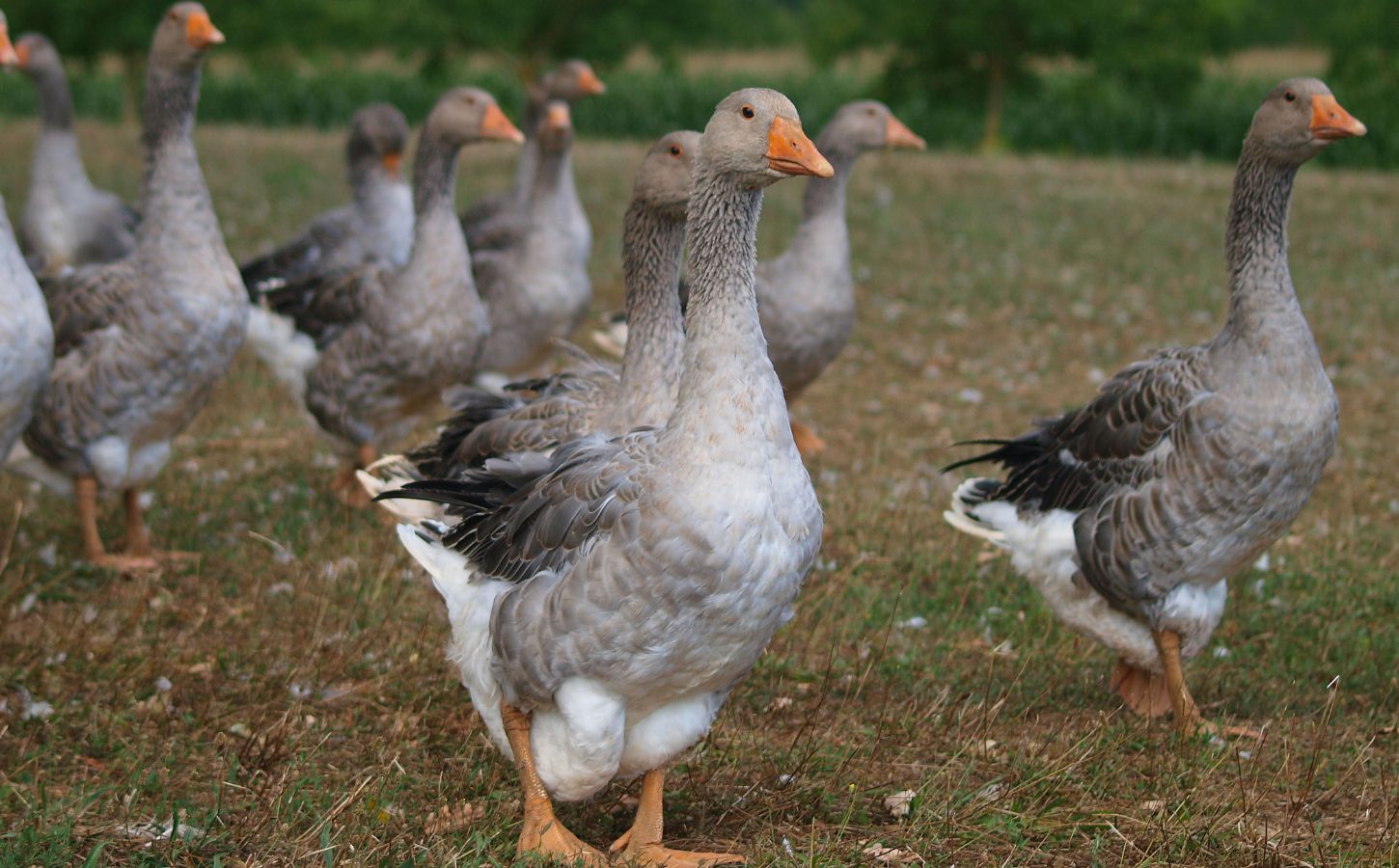 Photo shows a flock of geese of the kind used to make foie gras. Brazil just banned all foie gras production and sales nationwide. President Luiz Inacio Lula da Silva signed Bill 90/2020 into law last week, making Brazil the first country in Latin America to ban foie gras.