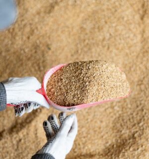 Photo shows a farmer scooping up animal feed. The European Commission (EC) has announced a Protein Action Plan that prioritizes plant-based proteins for livestock animals, not humans. Animal feed often includes plant proteins like soy, which can be used to make nutritious, sustainable foods for human consumption