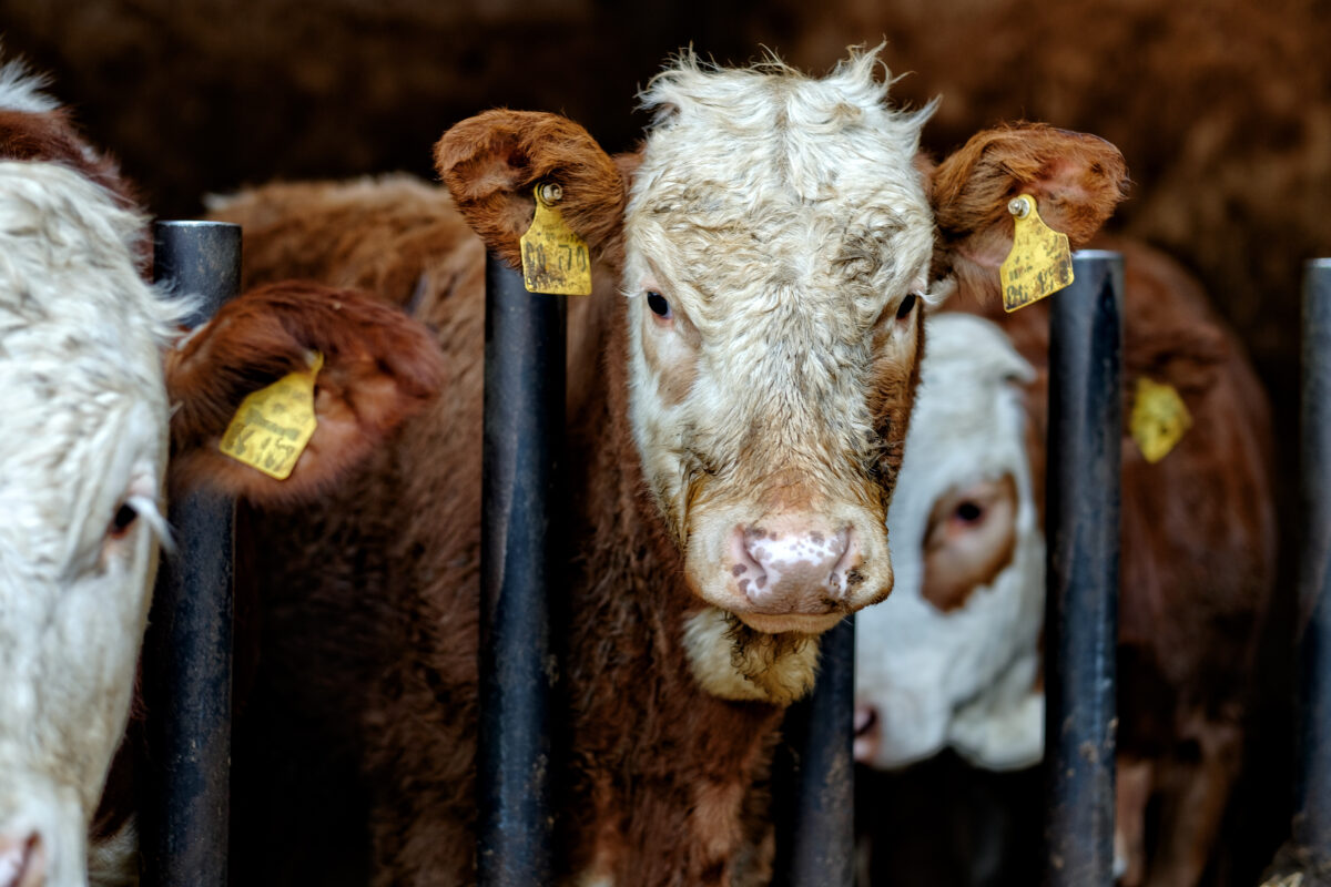 Photo shows a cow with dirt on her face looking through metal bars. New research has found a widening “credibility gap” between the regenerative farming claims made by the world’s biggest food companies and reality