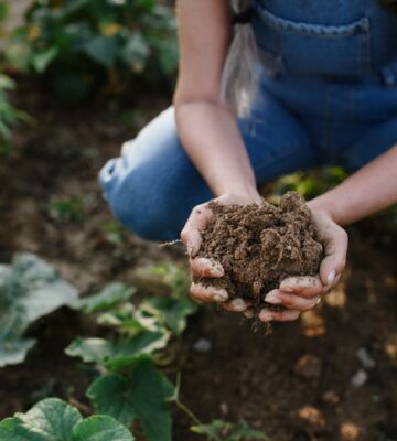 Photo shows a woman in overalls bending down and holding a handful of soil. New research has found a widening “credibility gap” between the regenerative farming claims made by the world’s biggest food companies and reality