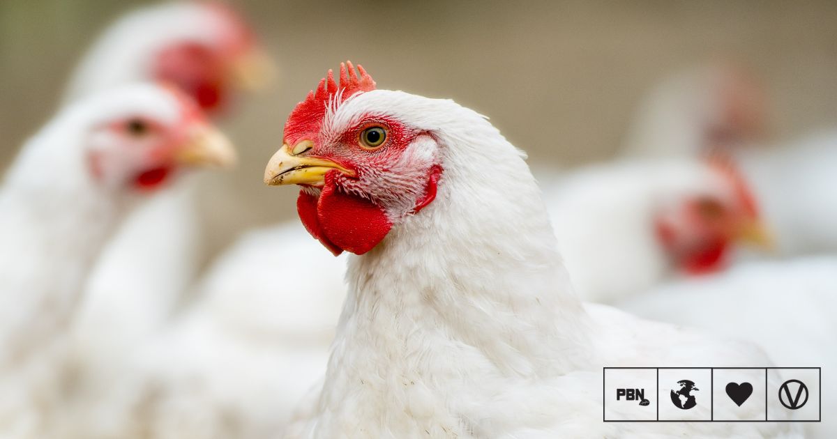The June Heatwave Killed Up To 3 Million Broiler Chickens In France Alone
