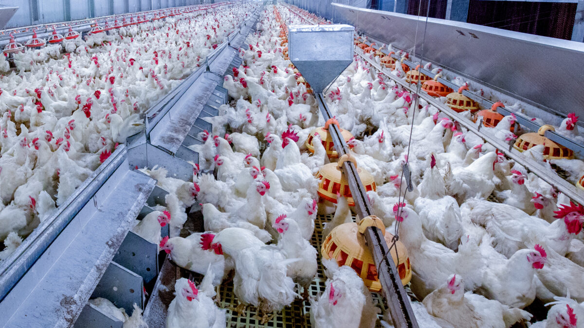 Photo shows a large flock of broiler chickens in a metal shed or warehouse on a factory farm. The late June heatwave that has been linked to at least 1,300 deaths across Europe also killed up to three million broiler chickens in France