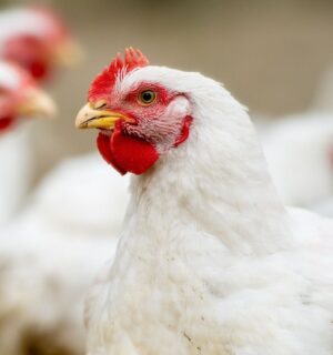 Photo shows a close up of several chickens. Photo shows a large flock of broiler chickens in a metal shed or warehouse on a factory farm. The late June heatwave that has been linked to at least 1,300 deaths across Europe also killed up to three million broiler chickens in France