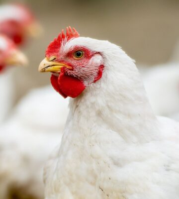 Photo shows a close up of several chickens. Photo shows a large flock of broiler chickens in a metal shed or warehouse on a factory farm. The late June heatwave that has been linked to at least 1,300 deaths across Europe also killed up to three million broiler chickens in France